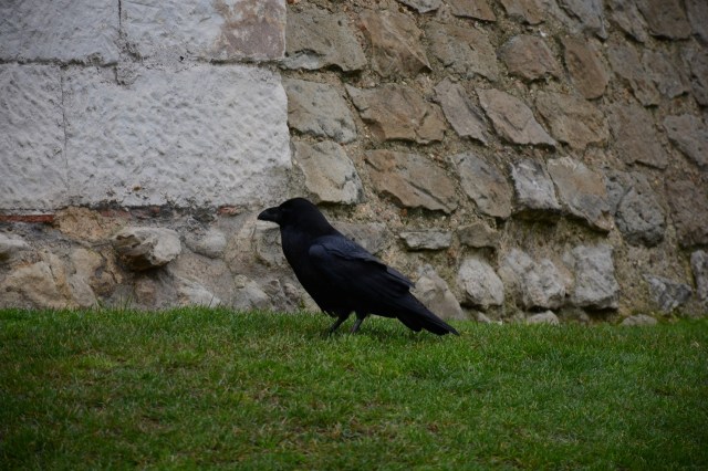 The Legendary Ravens.